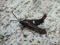 Hymenoclea palmii