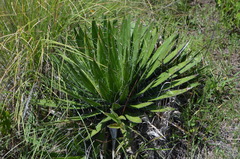 Agave filifera