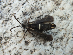 Hymenoclea palmii