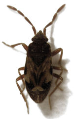 Tomocoris ornatus