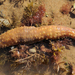 Light-spotted Sea Cucumber - Photo (c) dorisreef, some rights reserved (CC BY-NC)