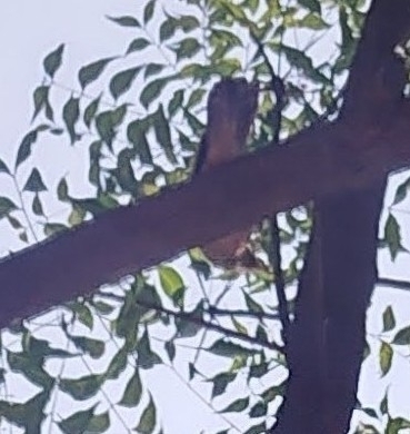 Common Hawk-Cuckoo (Hierococcyx varius), photo 6