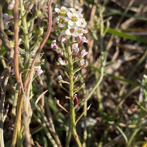 Lobularia maritima