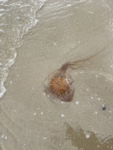 Atlantic Lion's Mane Jelly photographed in Rhode Island