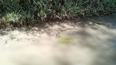 Lithobates neovolcanicus