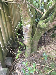 Parsonsia heterophylla