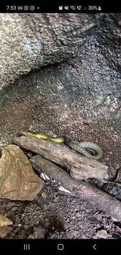 Common Tree Snake sighting