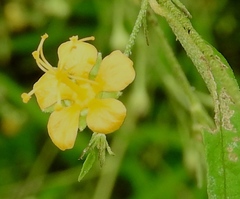 Sidastrum lodiegense