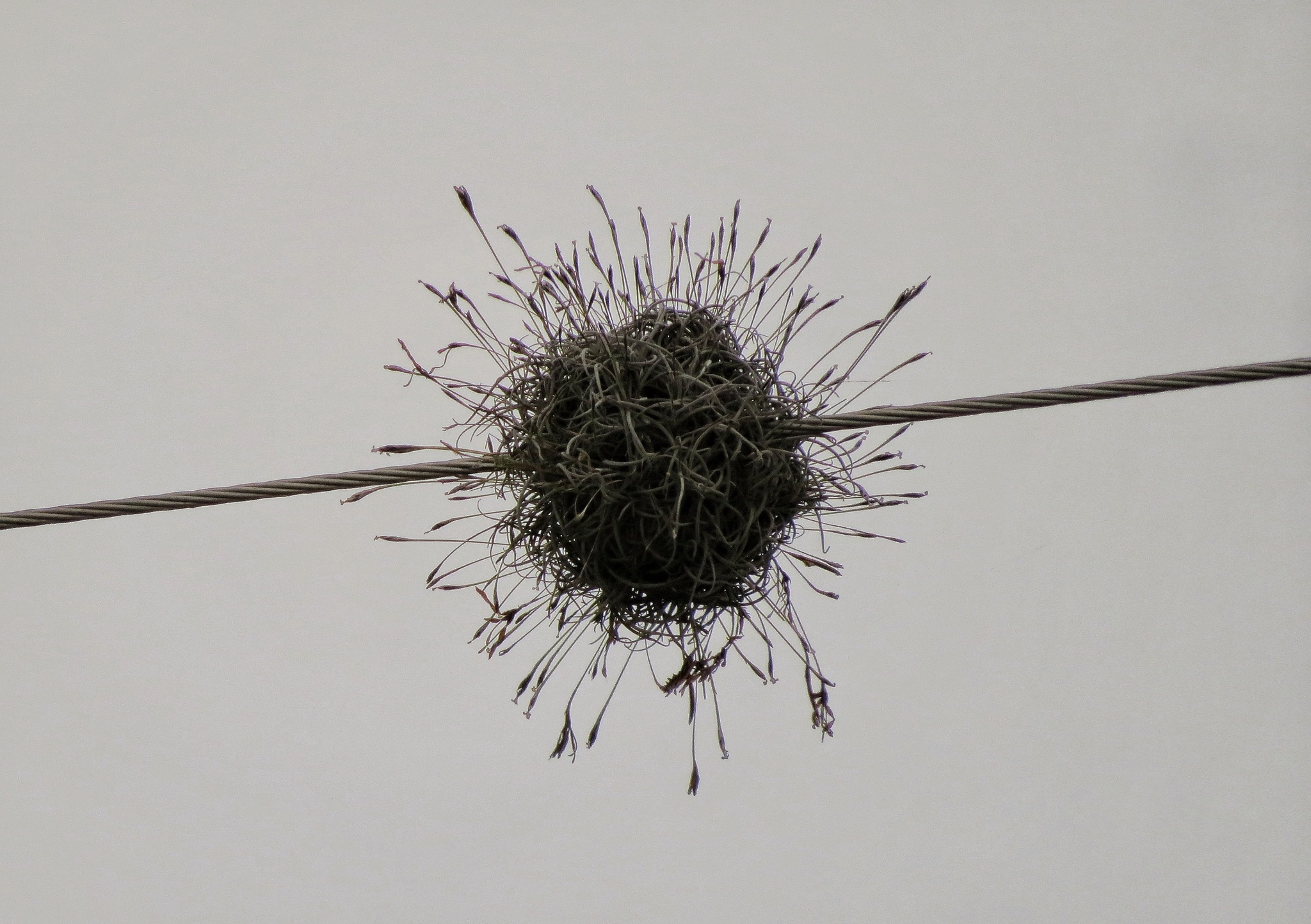 Tillandsia recurvata