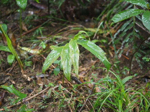 Image of Zingiber kawagoei by no rights reserved