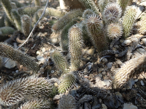 Stapelianthus pilosus
