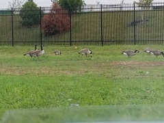 Branta canadensis