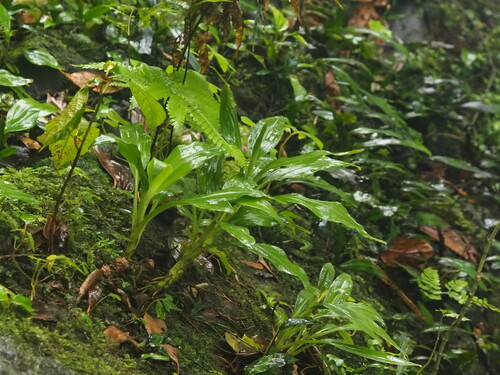 Goodyera procera (Goodyera procera)