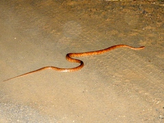 Trimorphodon paucimaculatus