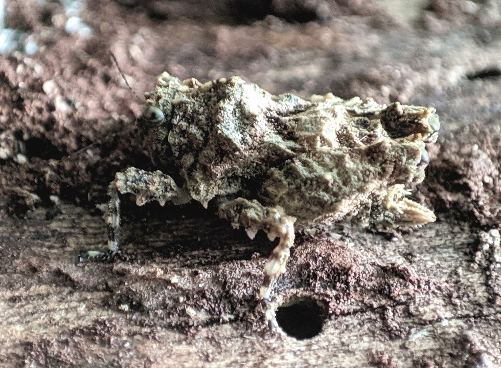Shiva's pygmy trishula