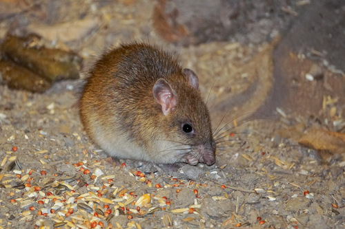 Cape York Rat (Rattus leucopus) — Least Concern Mammalia