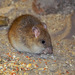 Rattus leucopus - Photo (c) duke_n, algunos derechos reservados (CC BY-NC)