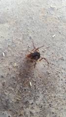 Erginulus subserialis