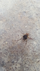 Erginulus subserialis