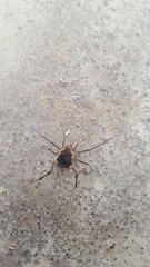 Erginulus subserialis