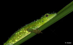 Anolis gemmosus