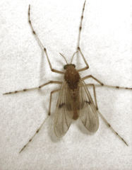 Tanypodinae
