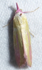 Phytometra obliqualis