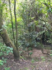 Hedycarya arborea