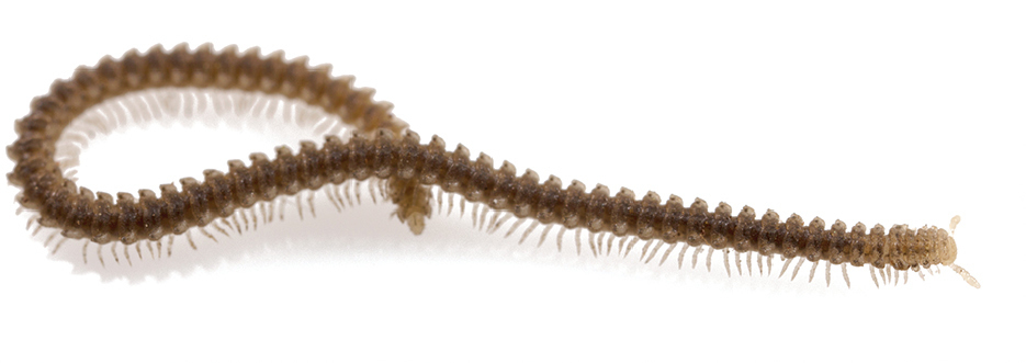 Andrognathus