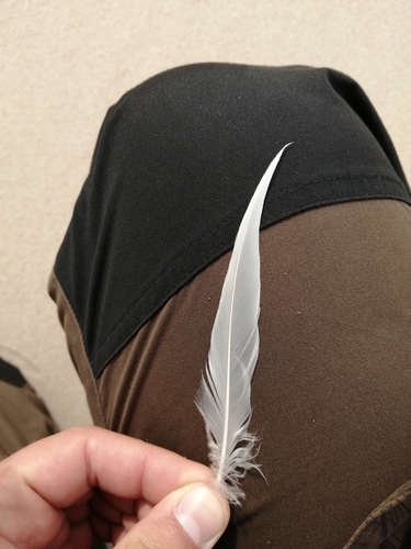 Plume de Harelde boréale