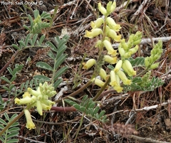 Astragalus gibbsii