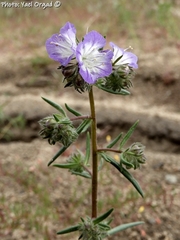 Phacelia linearis