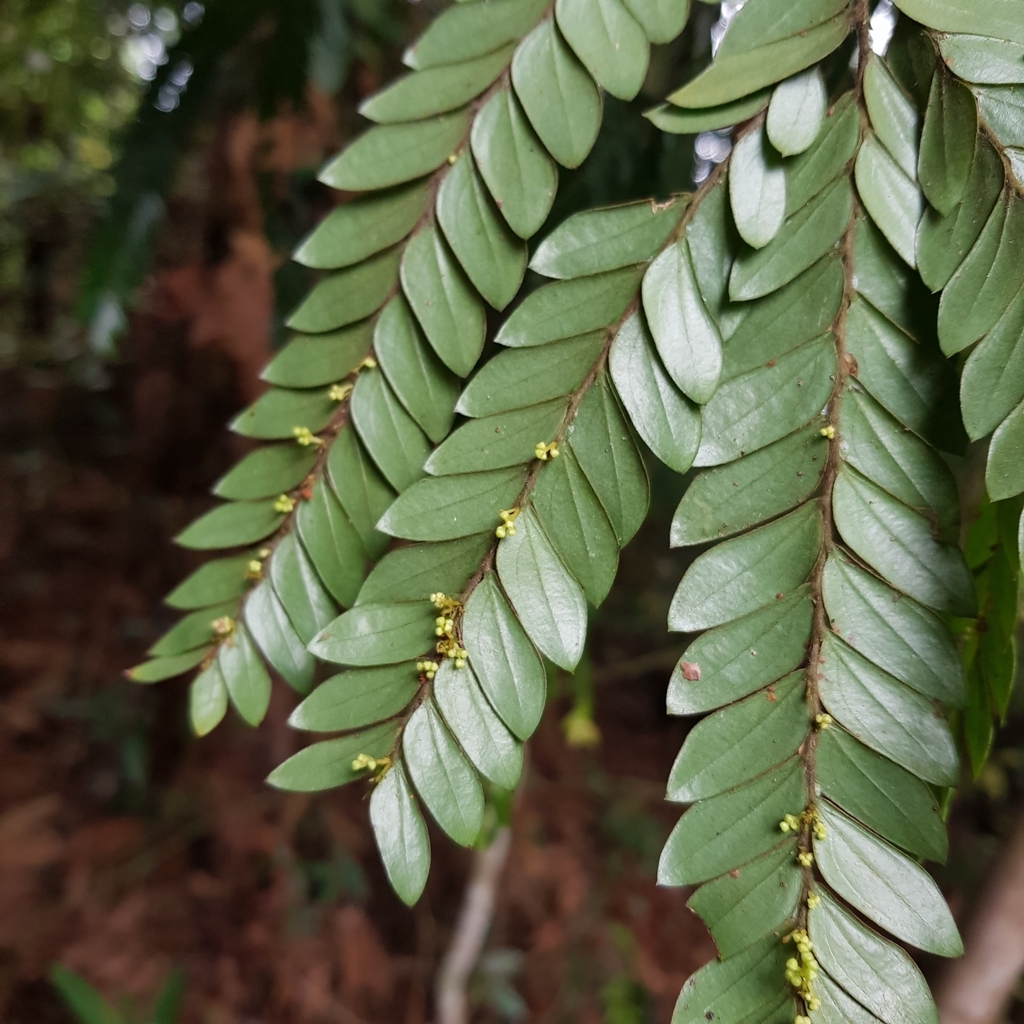 Mousedeer Plant