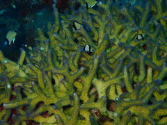 Seriatopora caliendrum