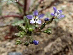 Gilia sinuata