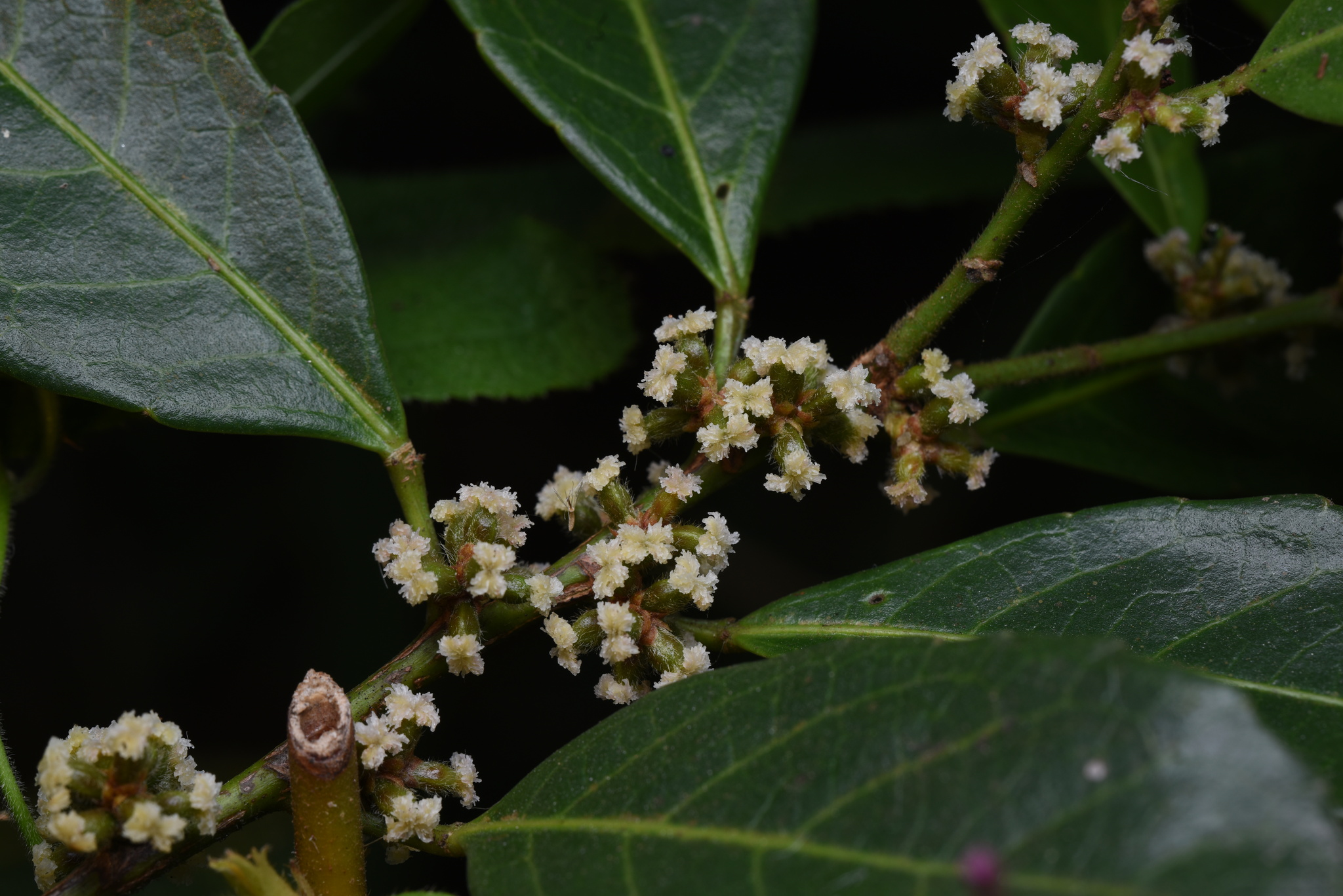 Aporosa octandra (Buch.Ham. ex D.Don) Vickery