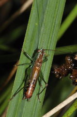 Conocephalus dorsalis