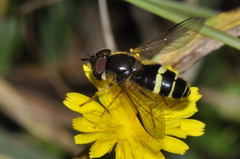 Dasysyrphus tricinctus