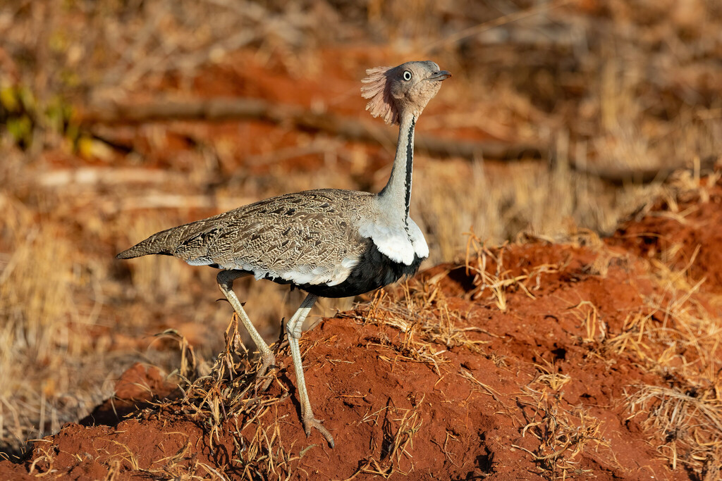 Buff-Crested Bustard