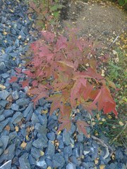 Viburnum trilobum image
