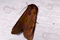 Psectrotarsia suavis