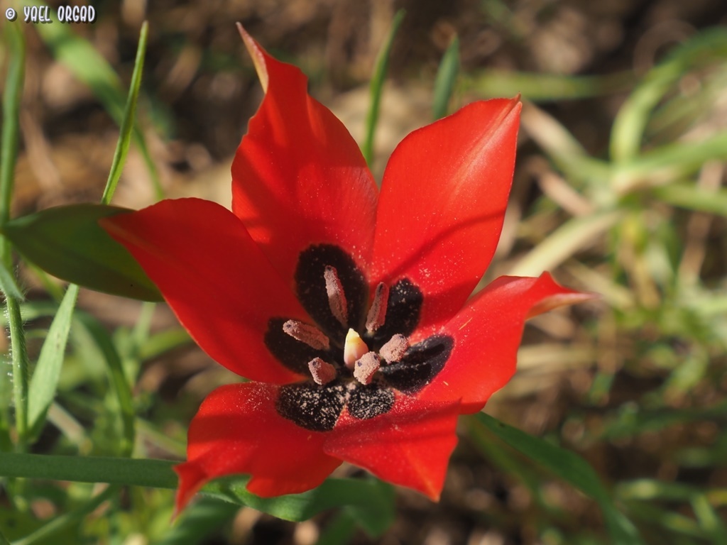 Tulipa agenensis Redouté