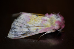 Psectrotarsia suavis