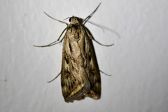 Loxostege cereralis