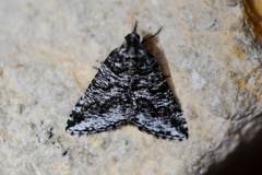 Macaria schatzeata