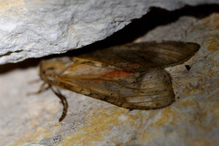 Pseudohemihyalea