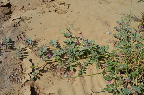 Indigofera auricoma image