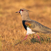 Southern Lapwing - Photo (c) Nicolas Mazzini, some rights reserved (CC BY-NC), uploaded by Nicolas Mazzini