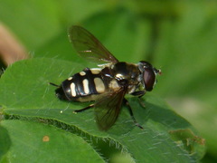 Sericomyia transversa