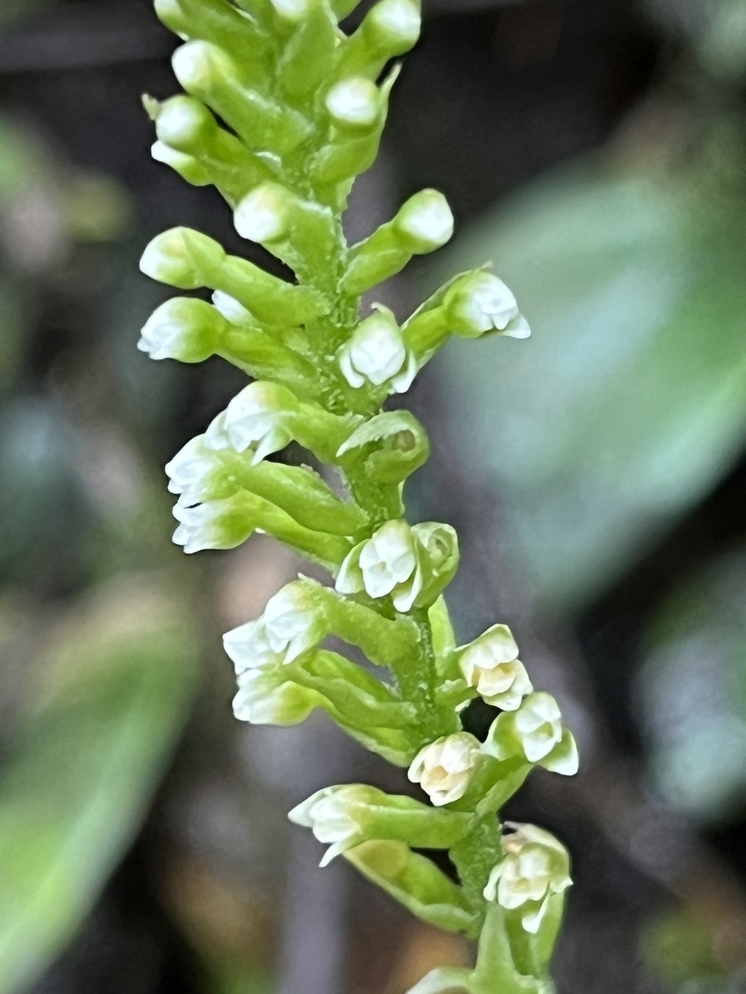 Goodyera procera — ảnh 2